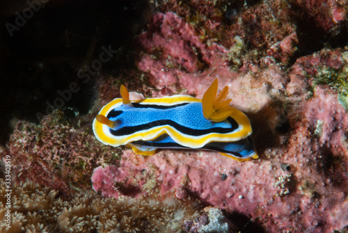 Chromodoris annae Nudibranch Anilao Philippines © Francesco