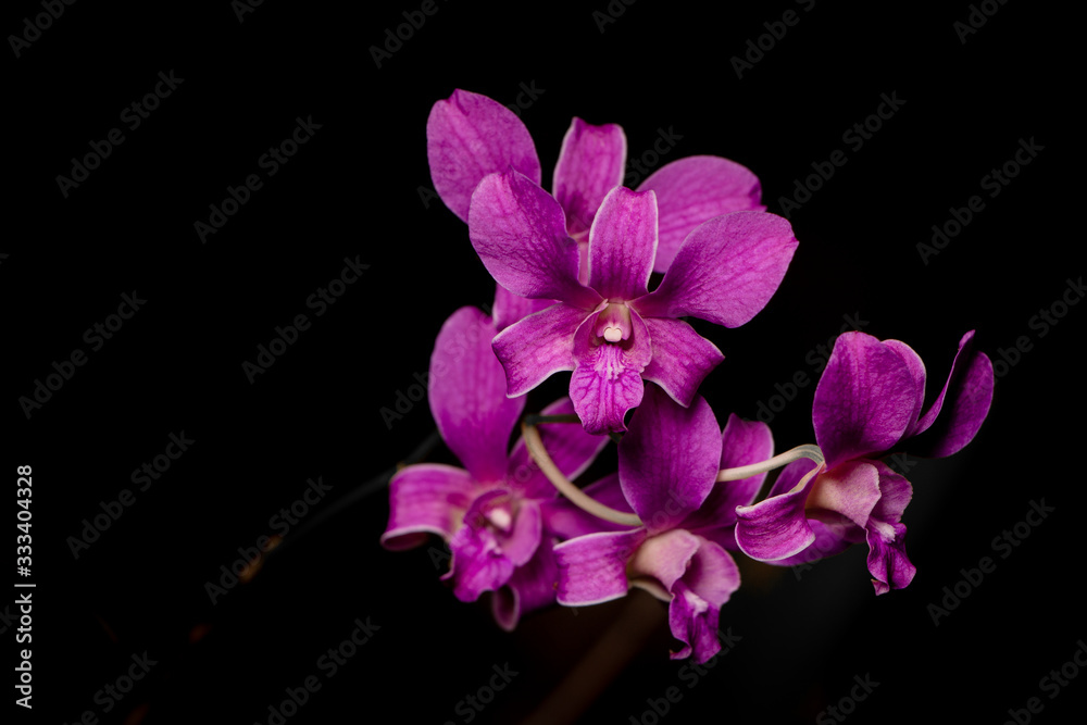 Purple Orchid group open at peak flowering with plain black background,interior horizontal photo. Purple Orchid group open at peak flowering with plain black background,interior horizontal photo.