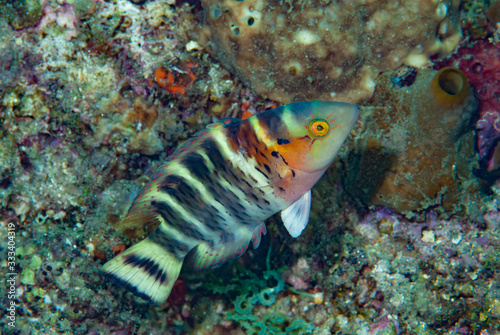 Banded Maori Wrasse (Cheilinus fasciatus)