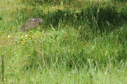 European hare (Lepus europaeus) also known as the brown hare and flowers © adventure