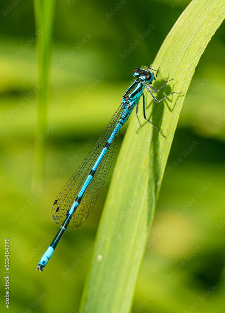 blue damselfly sitting on grass blade blue damselfly sitting on grass blade