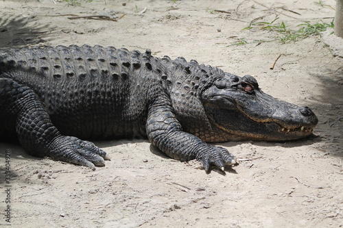 Crocodile in its open habitat