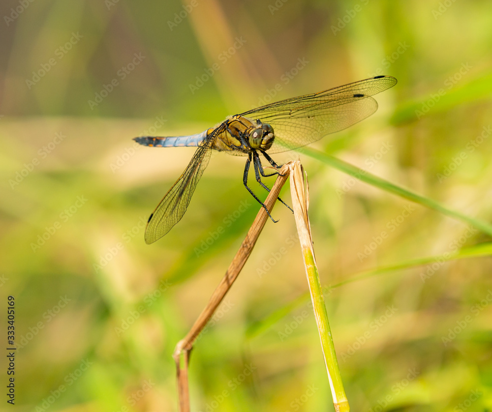 grey blue dragonfly sitting on dry vegetation grey blue dragonfly sitting on dry vegetation