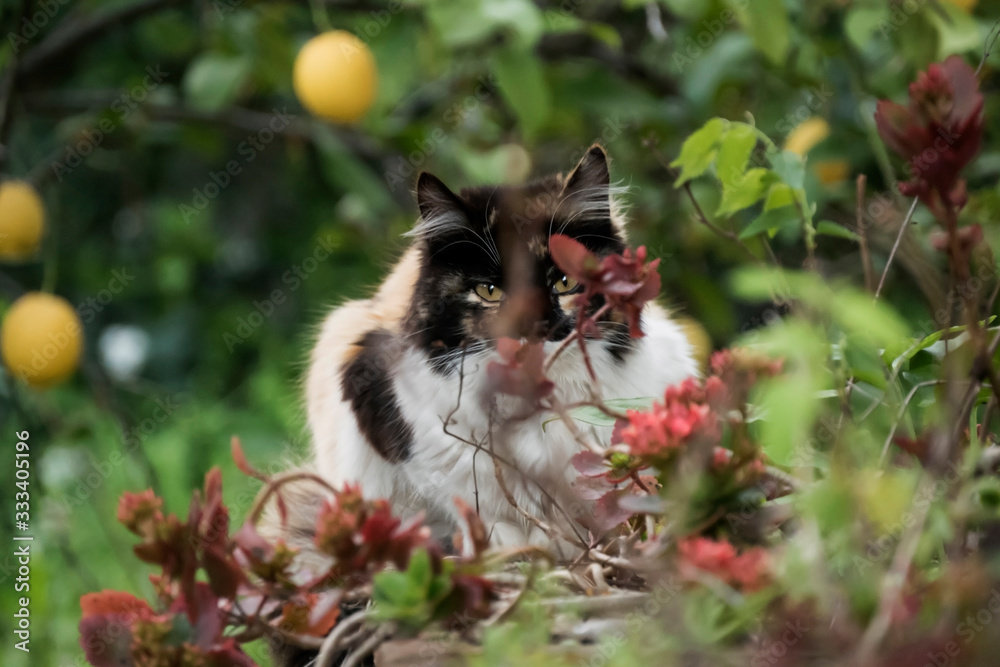 Obraz premium cat hidden among the garden flowers