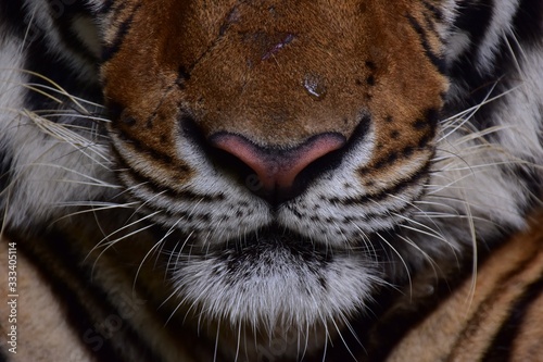 The nose and mouth of the Bengal tiger