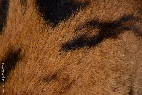 A black tiger pattern is tamed on the skin of the Bengal tiger.