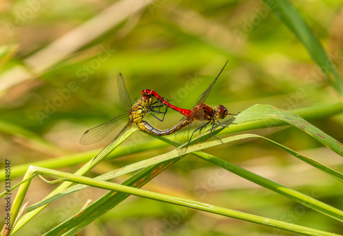 red and yellow dragonfly mating on grass