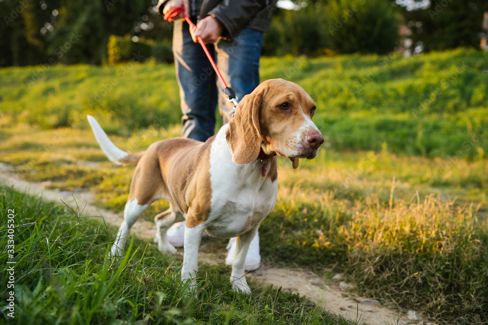 Young man takes his beloved dog for a walk in the park at sunset - Millennial in a moment of relaxation with his four-legged friend Young man takes his beloved dog for a walk in the park at sunset - Millennial in a moment of relaxation with his four-legged friend