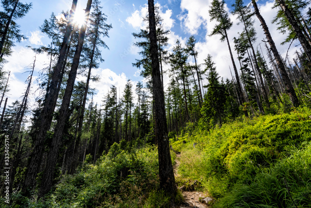 Beautiful summer forest scene. Deep woods in bright sunny day. Beautiful summer forest scene. Deep woods in bright sunny day.