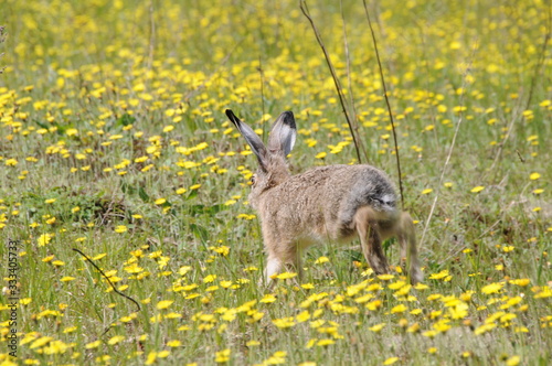 European hare (Lepus europaeus) also known as the brown hare and flowers © adventure