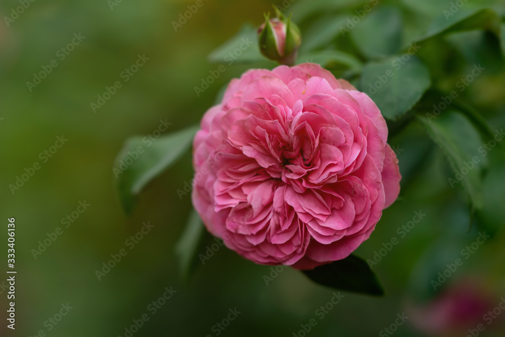 blooming rose for the background blooming rose for the background