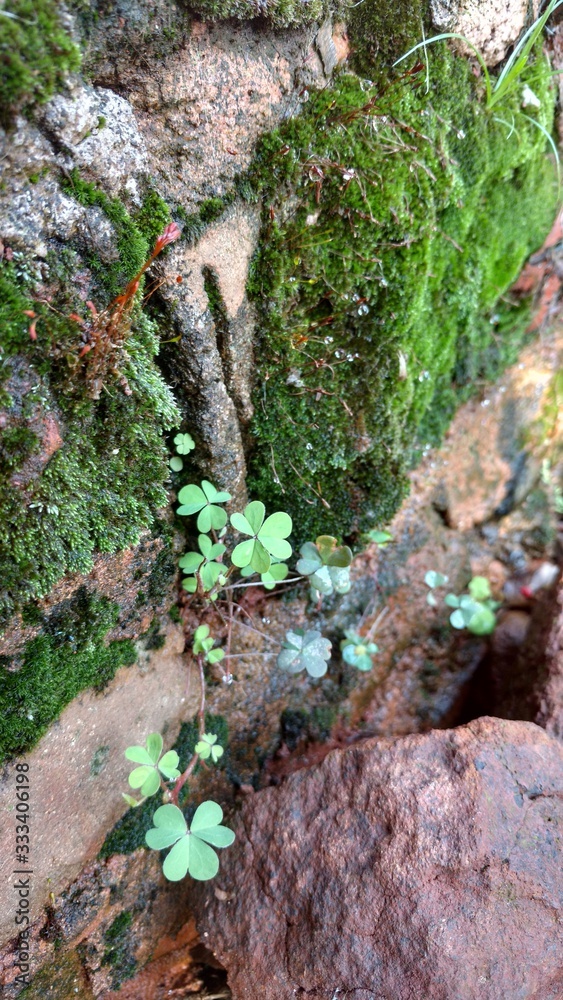 Obraz premium moss on tree