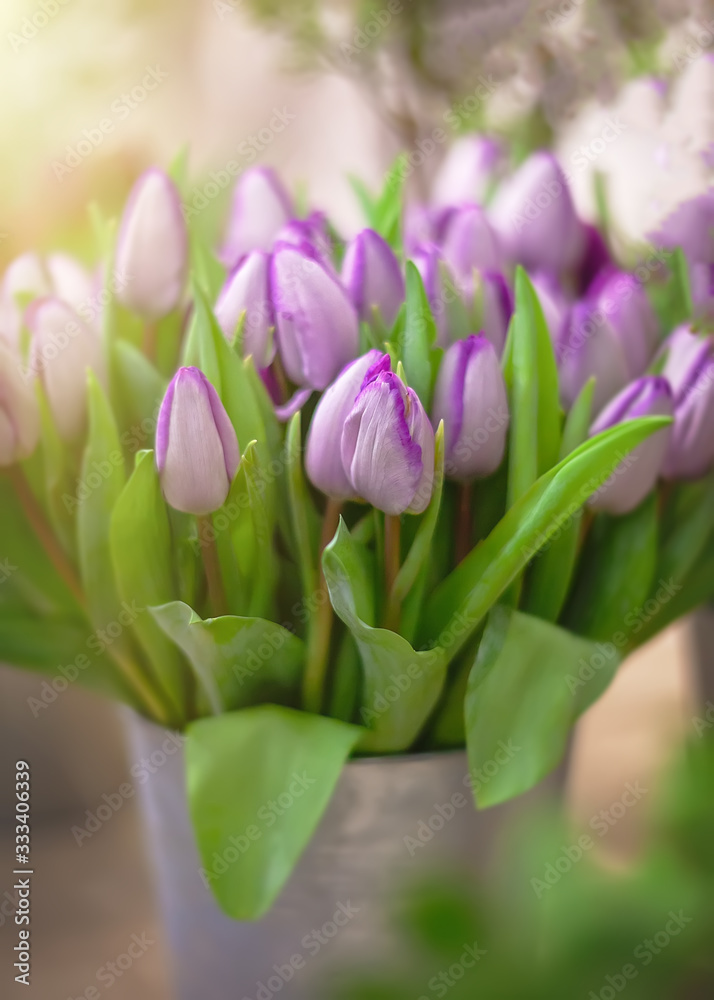 Fototapeta premium Bright purple tulips close-up on a blurry background. Spring flowers as a gift to a woman on March 8, birthday and anniversary. Beautiful juicy April bouquet in a bucket at the breeders ' exhibition.