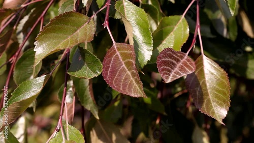 Malus pumila var. pendula