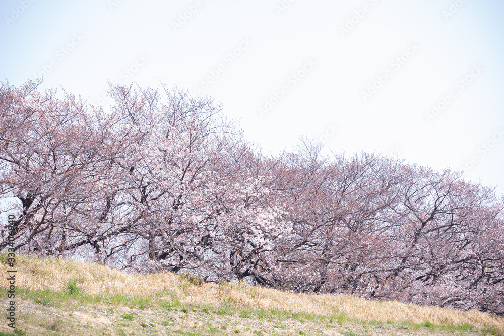 東京の多摩川河川敷の桜並木