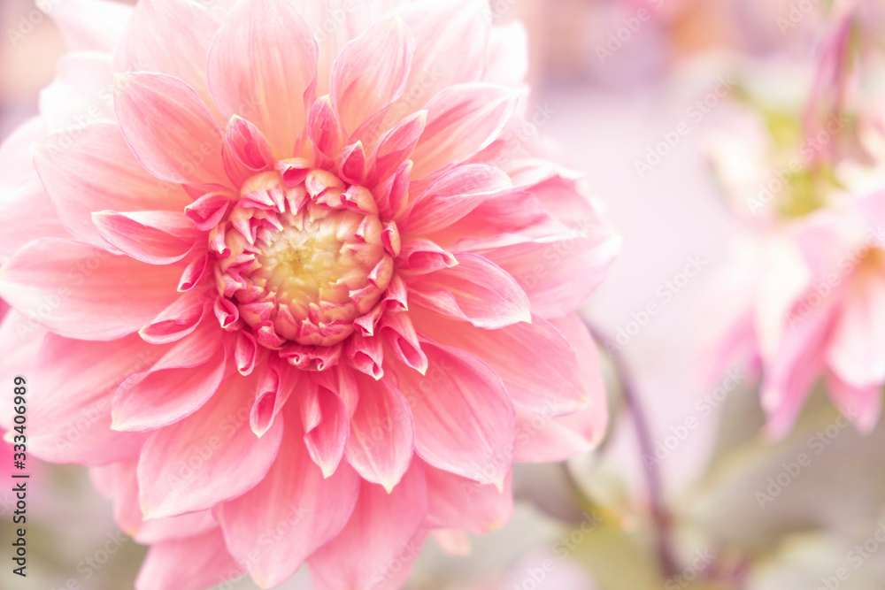 Pink Dahlia flower for texture background. Pink Dahlia flower for texture background.