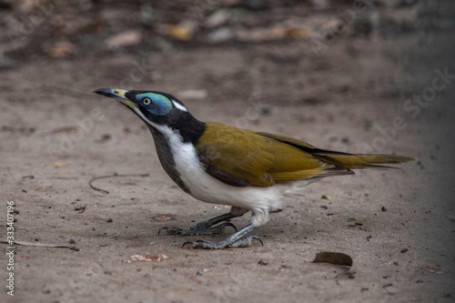 Bananabird in Australien photo