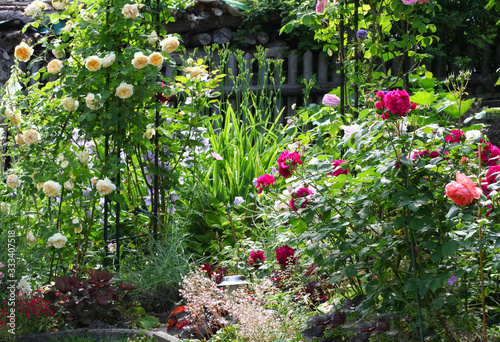 Fototapeta Naklejka Na Ścianę i Meble -  Beautiful rose garden with a flower arch where roses and other perennials grow with a wooden fence in the background