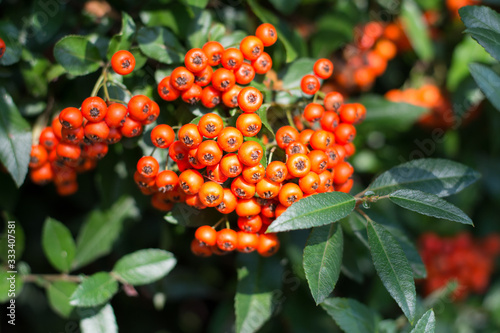 Bunch of orange firethorn berries surrounded with green leaves