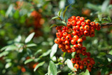 Bunch of orange firethorn berries surrounded with green leaves on a sunny autumn day - blurred background