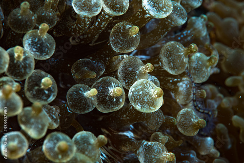 Bubble Sea Anemone (Entacmaea quadricolor)