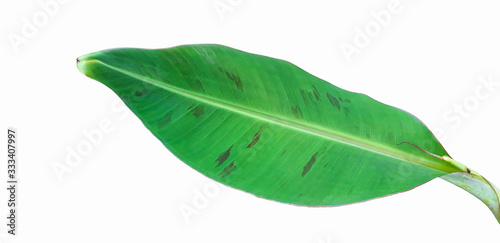 Green leaves isolated on white background, banana leaf texture.