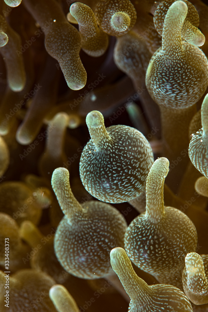 Bubble Sea Anemone (Entacmaea quadricolor) Bubble Sea Anemone (Entacmaea quadricolor)