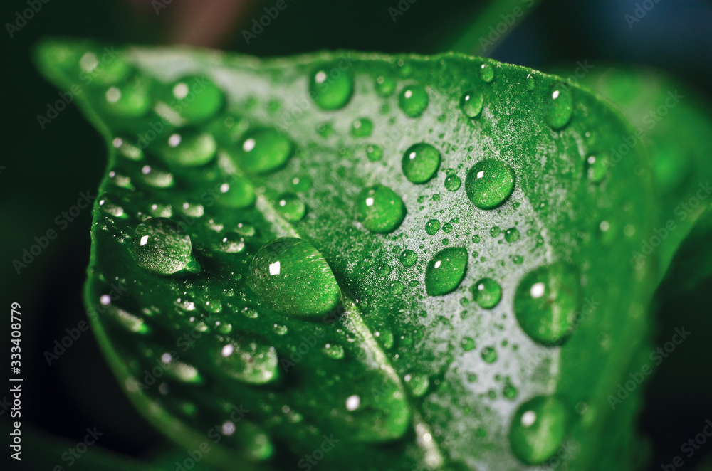 Drops of water on green leaves of seedlings of young pepper grown in a greenhouse, background texture Drops of water on green leaves of seedlings of young pepper grown in a greenhouse, background texture