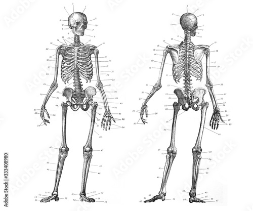Human skeleton anatomy front and back view / Old Antique illustration from Brockhaus Konversations-Lexikon 1908