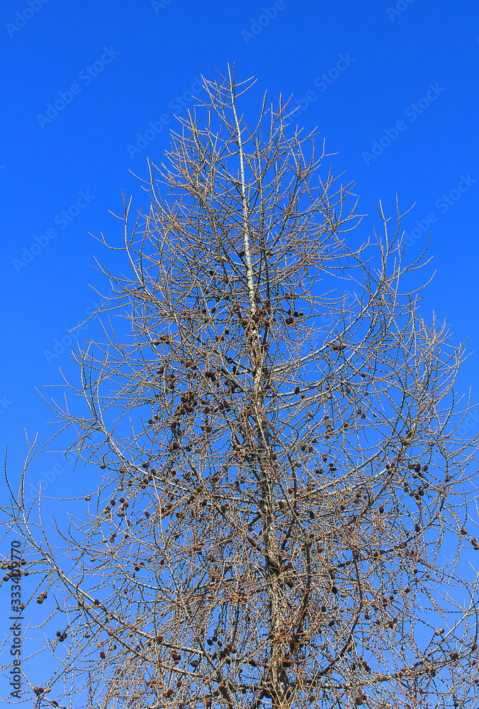 tree in winter in mountain tree in winter in mountain