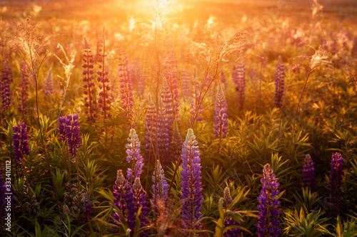 beautiful blue and violet lupines in rural field at sunrise (sunset). natural floral background © ver0nicka