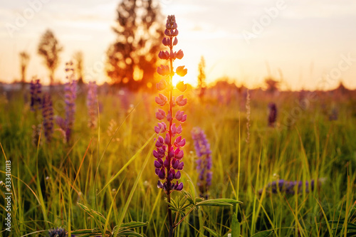 beautiful blue and violet lupines in rural field at sunrise  sunset . natural floral background