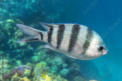 Fényképezés Scissortail Sergeant (Major, Pintano, Abudefduf) In Blue Turquoise Water