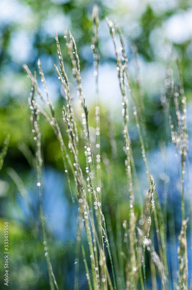 closeup green grass and morning dew. picture with soft focus. easter background. closeup green grass and morning dew. picture with soft focus. easter background.