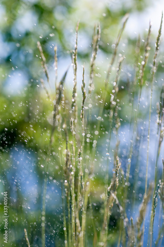 closeup green grass and morning dew. picture with soft focus. easter background.