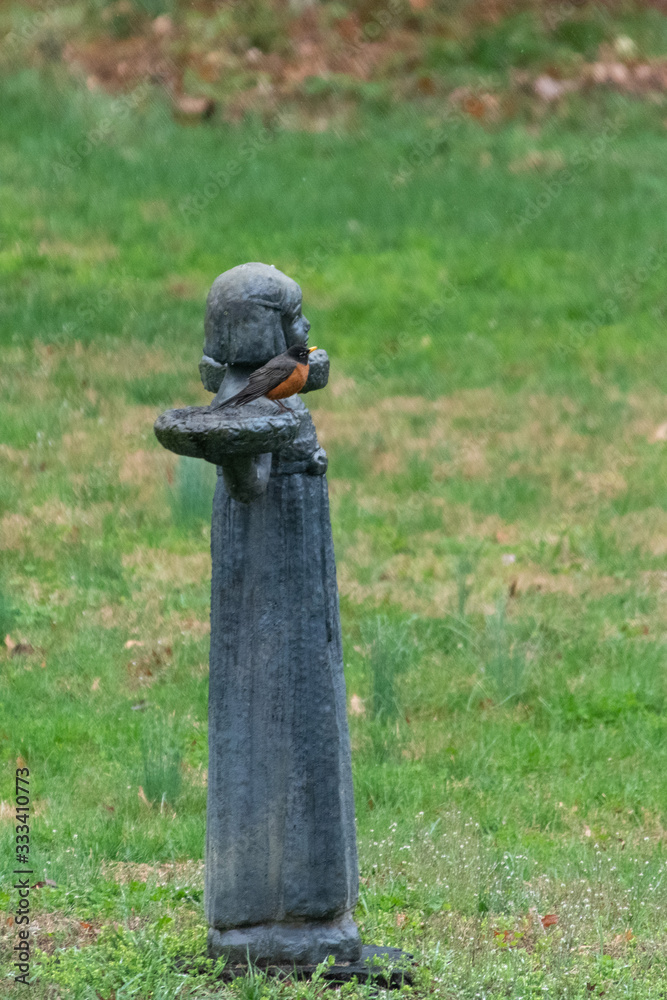 Robing sitting on stone statue in yard. Robing sitting on stone statue in yard.