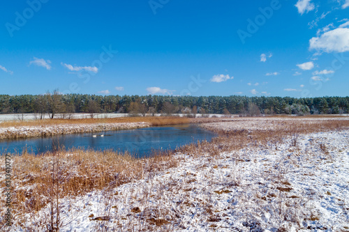 A pair of swans swimming in a frozen lake in early spring