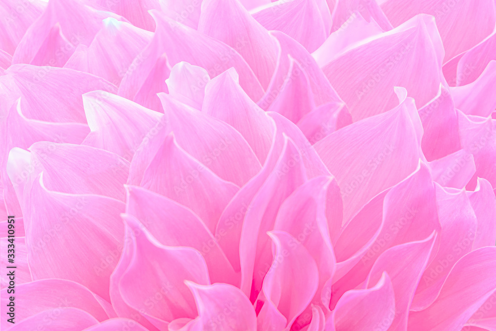 Pink Dahlia flower for texture background.
