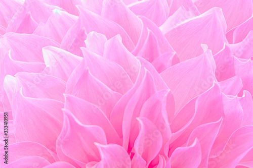 Pink Dahlia flower for texture background.