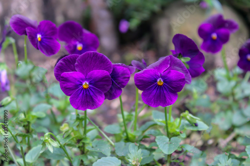 Fototapeta Naklejka Na Ścianę i Meble -  beautiful purple sring flowers blooming