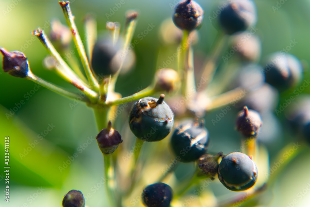 Old berries even the birds didn’t eat Old berries even the birds didn’t eat