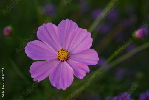  Flower Purple color in the garden.