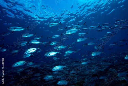 Bluefin Trevally Caranx melampygus Tubbataha Reef
