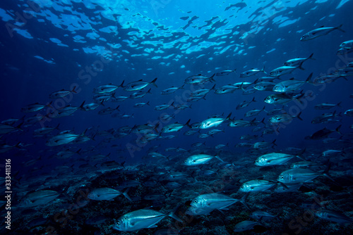 Bluefin Trevally Caranx melampygus Tubbataha Reef © Francesco