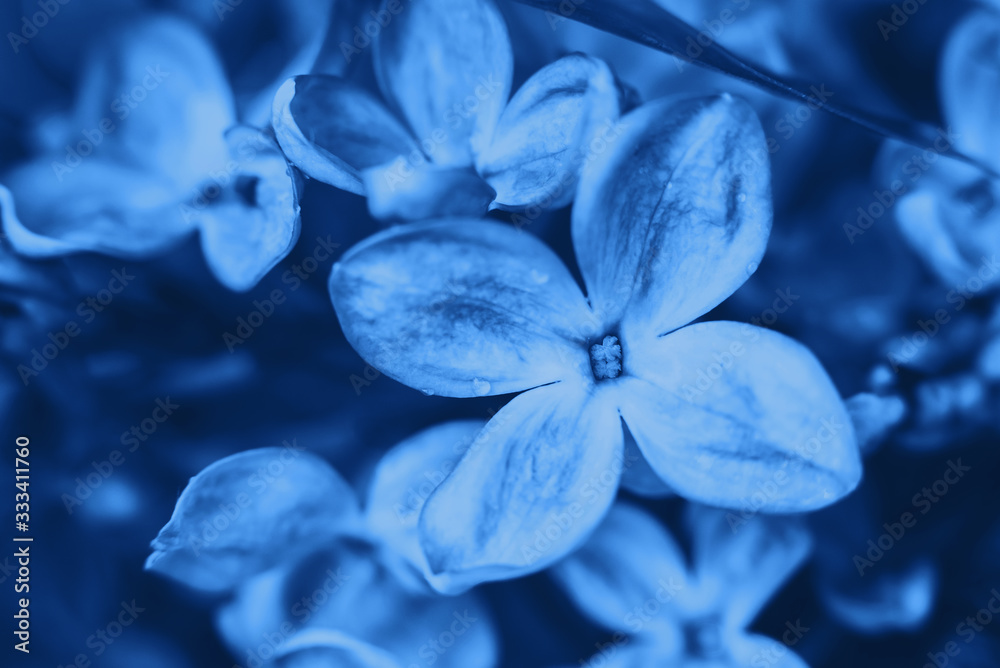 Macro photography. Blue toned Lilac flowers on a warm spring day in the Park	