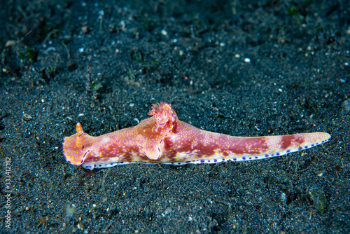 Nudibranch (Ceratosoma trilobatum) photo