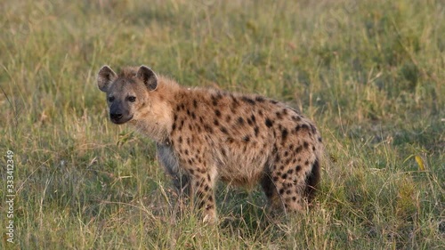 Spotted hyena in early morning golden light in the Maasai Mara Reserve in Kenya. photo