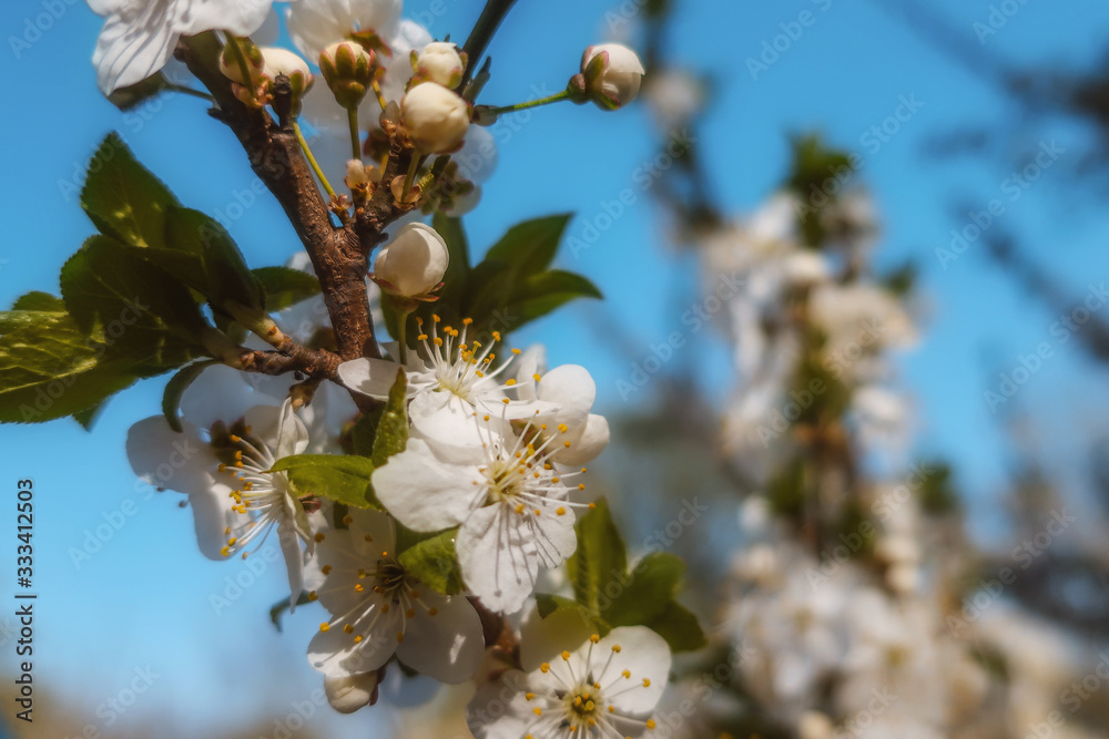 Cherry blossom tree branch of white blooming flowers as spring floral botanical illustration Cherry blossom tree branch of white blooming flowers as spring floral botanical illustration