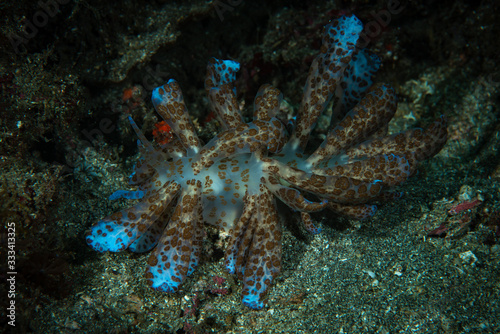 Solar powered nudi Phyllodesmium longicirrum photo