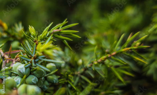 Juniper Juniperus branch of tree close up as illustration of aromatherapy                         